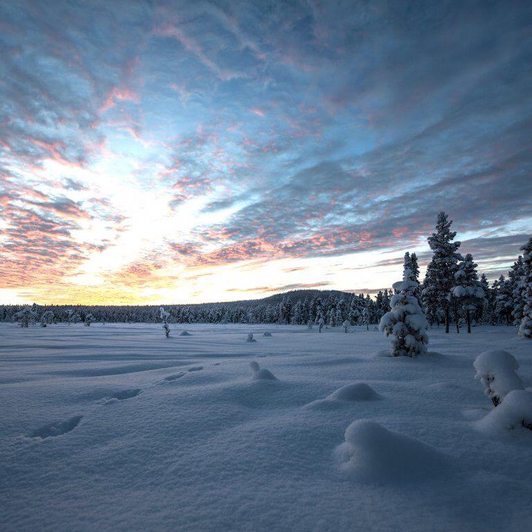 Landscape showing snowy clearing in a forest of pine trees at sunset