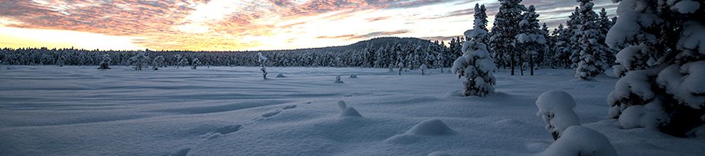 Landscape showing snowy clearing in a forest of pine trees at sunset