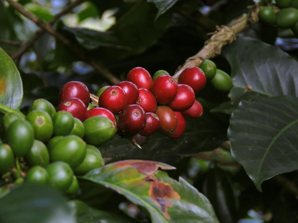 Closeup of red and green beans on a coffee tree
