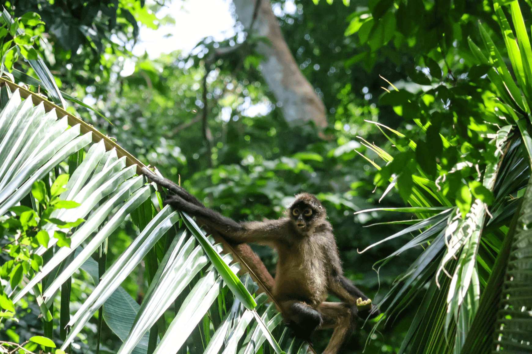 Monkey sits on trees in lush forests of Darien National Park in Panama during luxury tour