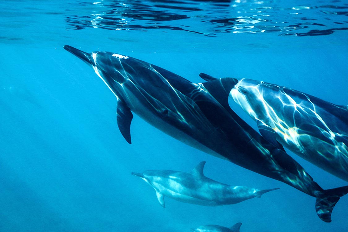 Four dolphins swim underwater in Fernando de Noronha, Brazil