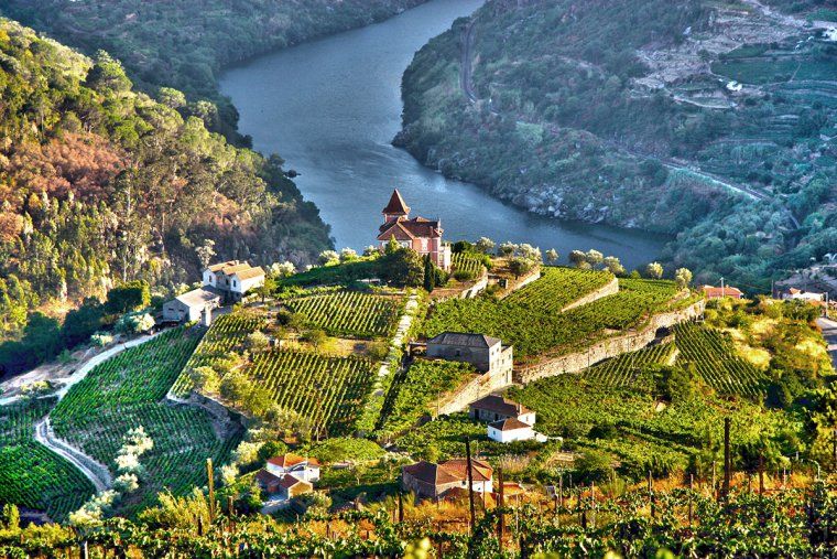 Hilltop vineyards overlooking the river in the Douro Valley