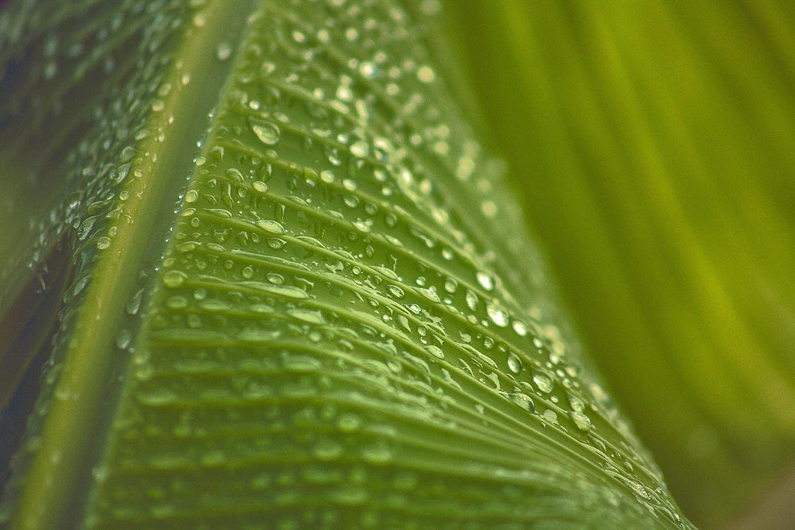 Close-up view of dewdrops on a leaf in the rainforest