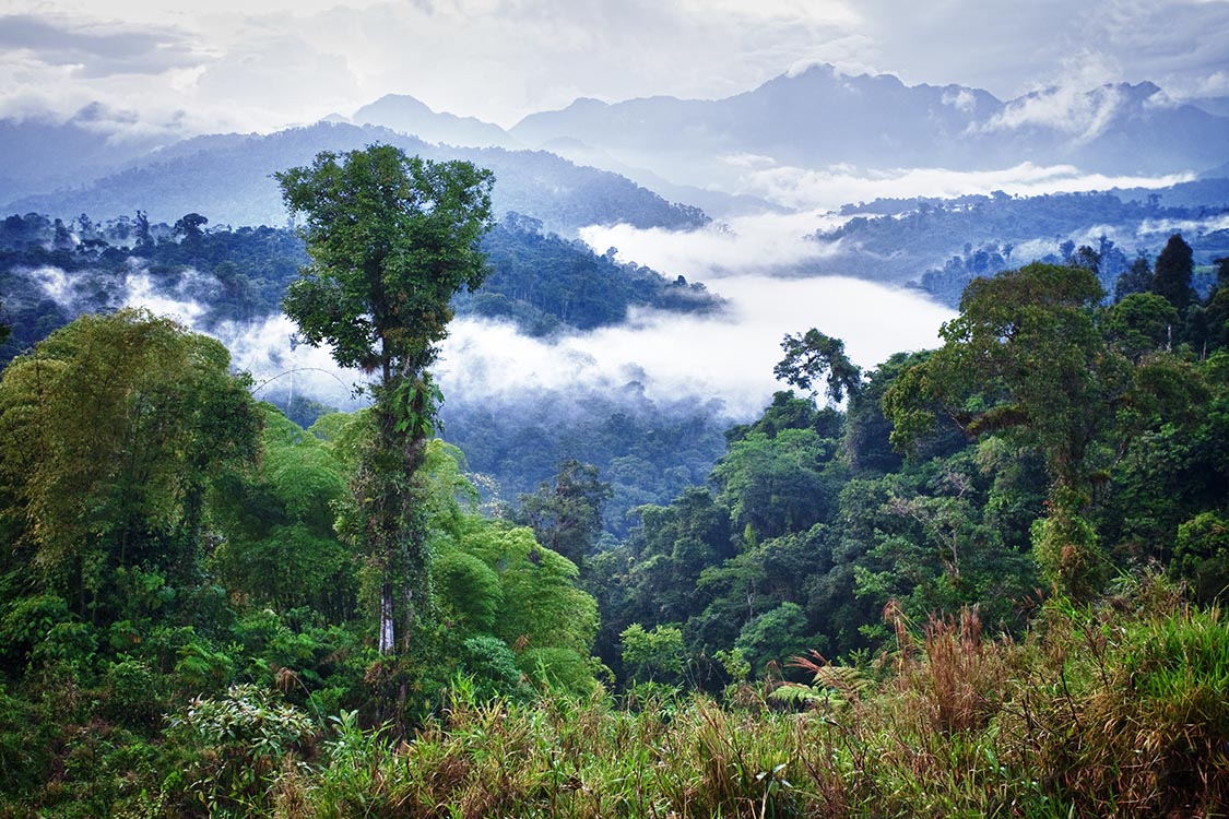 Low clouds between mountains covered in cloud forest in Ecuador