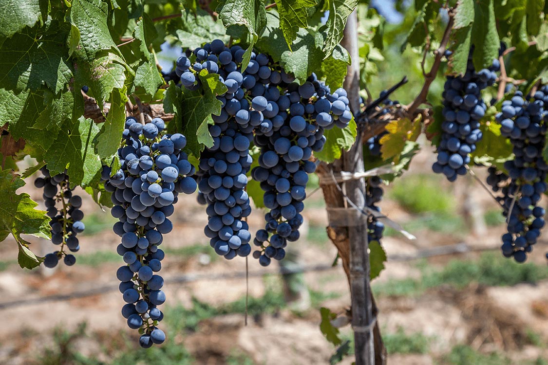 Grapes growing on a vine in a vineyard in the Colchagua Valley, Chile