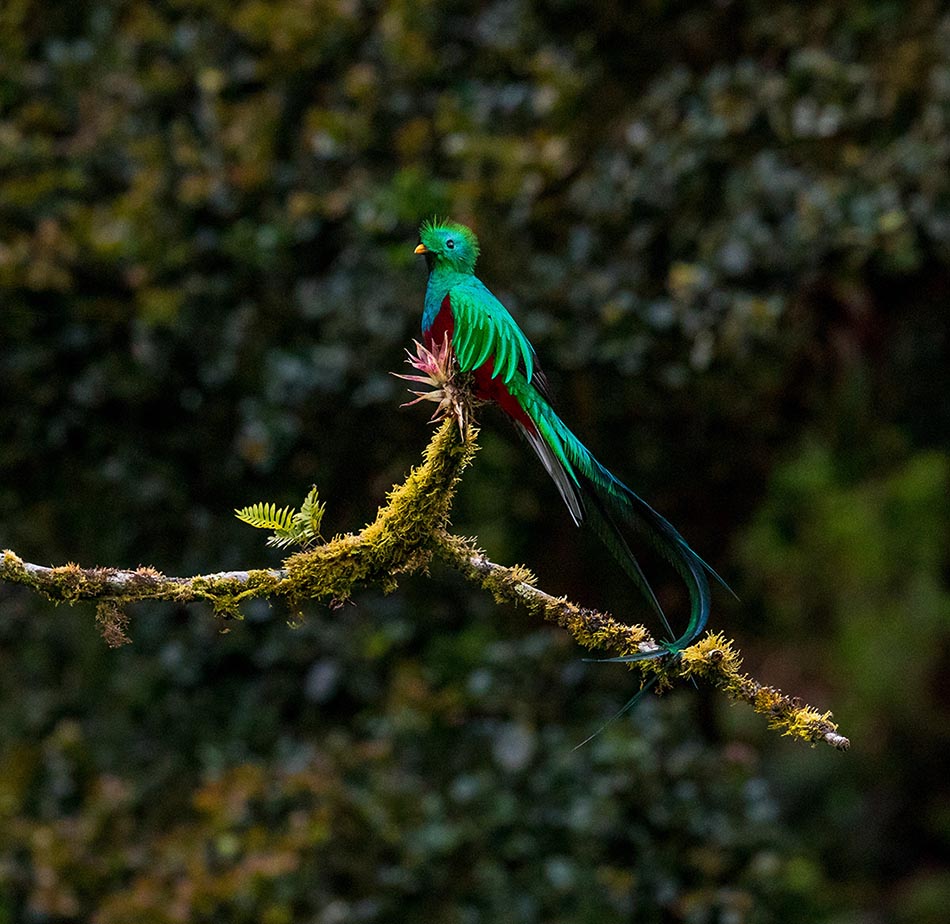 Tropical bird perched on a branch near Boquete, Panama