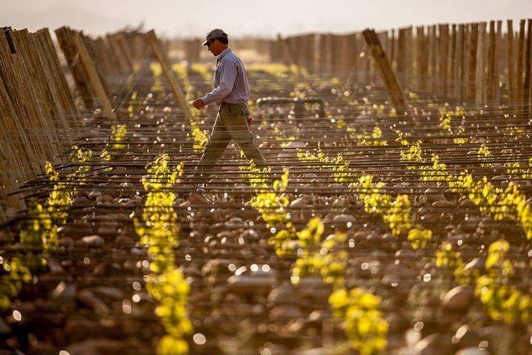 Worker walking through a vineyard in South America