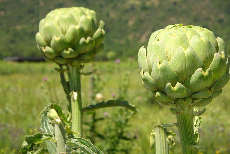 Closeup of organic artichokes growing at Viña Vik hotel in Chile