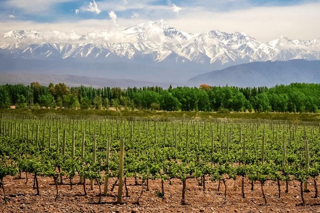 Vineyards growing in Mendoza, Argentina with the snow capped Andes Mountains in the distance