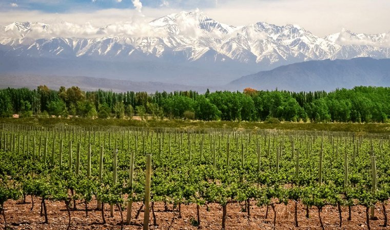 Vineyards growing in Mendoza, Argentina with the snow capped Andes Mountains in the distance