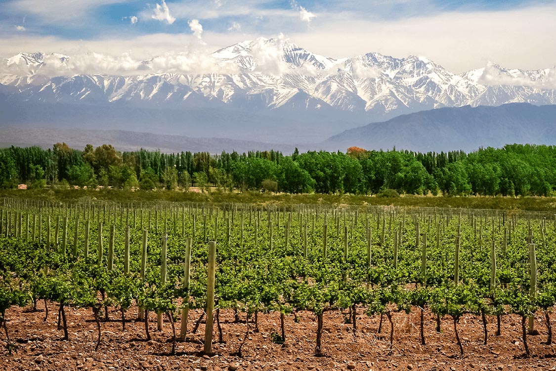 Vineyards growing in Mendoza, Argentina with the snow capped Andes Mountains in the distance