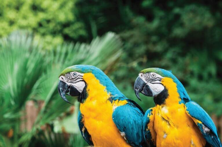 Close up of two blue and yellow macaws side by side in the Amazon rainforest