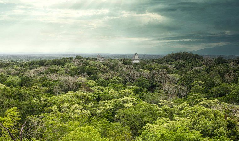 View of ancient Mayan ruins peeking above the canopy at the pre-Colombian citadel of Tikal