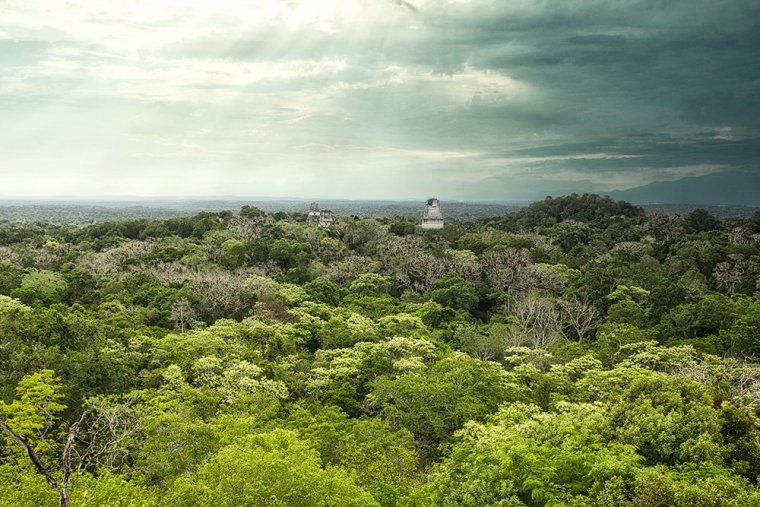 View of ancient Mayan ruins peeking above the canopy at the pre-Colombian citadel of Tikal