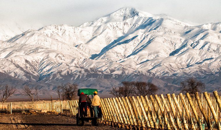 Workers in a vineyard during the winter with snowy Andes mountains in the distance in Mendoza, Argentina