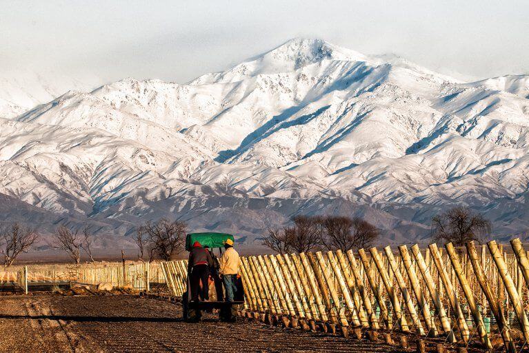 Workers in a vineyard during the winter with snowy Andes mountains in the distance in Mendoza, Argentina