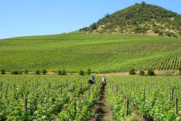 Two people horseback riding through a vineyard at Viña Vik in Chile
