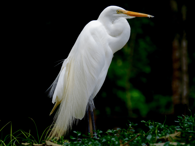 A tall white bird stands in the Amazon Jungle