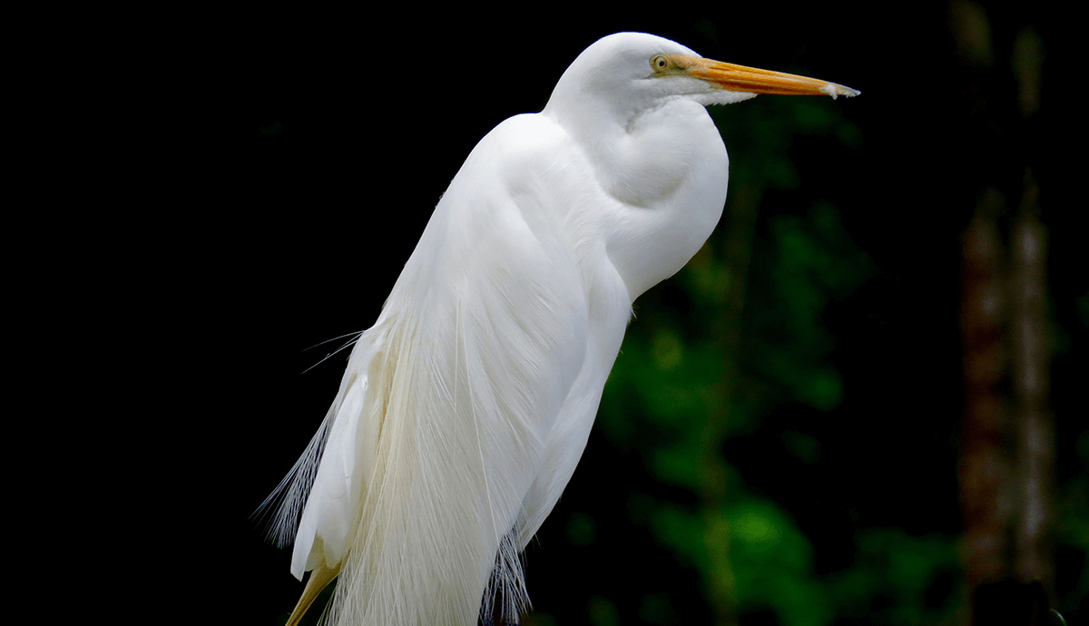 A tall white bird stands in the Amazon Jungle