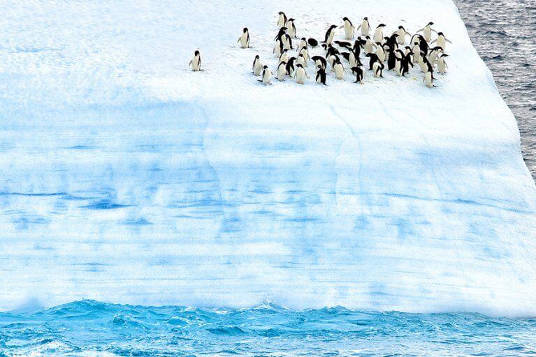 Aerial view of a group of Adelie penguins playing on an iceberg in Antarctica