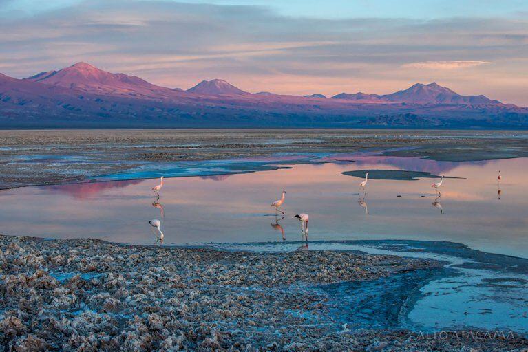 Flamingos standing in water during a colorful sunset in the Atacama Salt Flats during a luxury trip to Chile