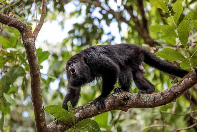 Howler monkey in action in Belize's rainforest