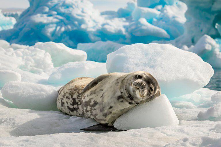 Cozy seal lounging on an iceberg in Antarctica