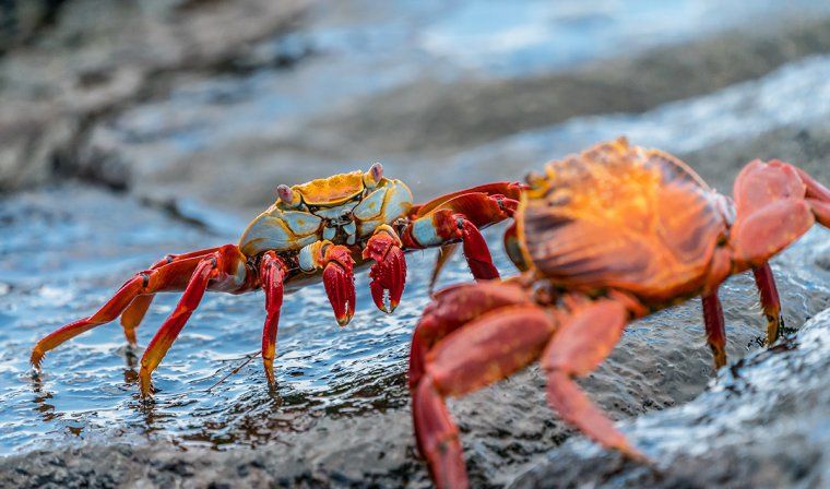Two colorful sally lightfoot crabs face off on rocks in the Galapagos islands