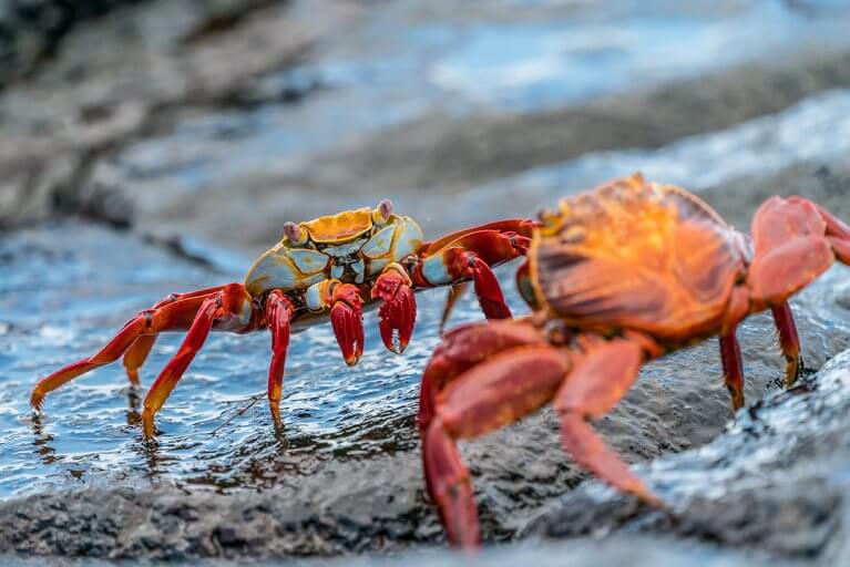 Two colorful sally lightfoot crabs face off on rocks in the Galapagos islands