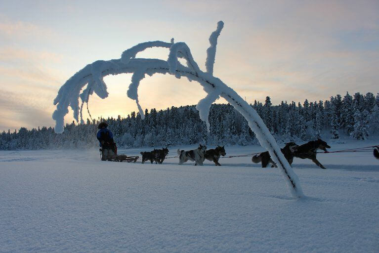Dogsled team pulling a sled through a forest clearing at dusk