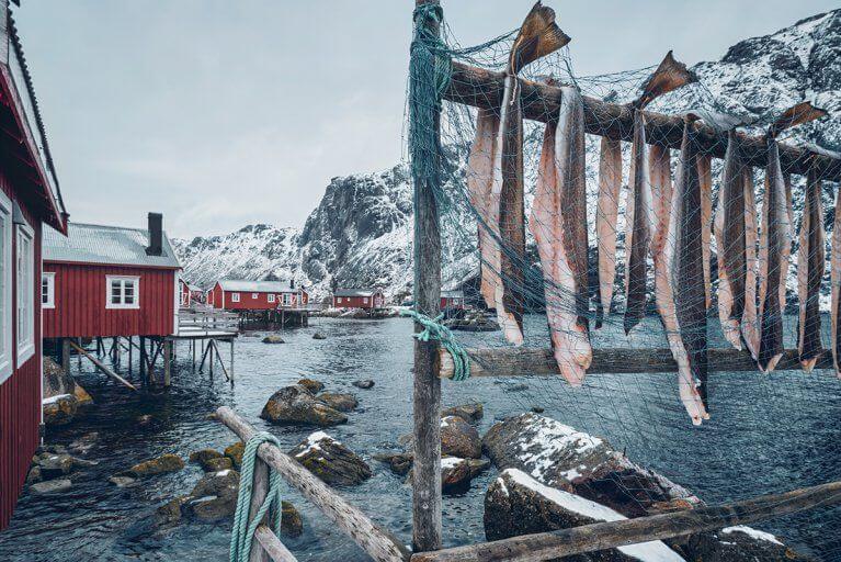 Cod drying outdoors in Nusfjord