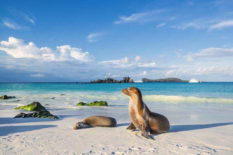 Two sea lions on a white sand beach with ocean and rocky Galapagos islands in background