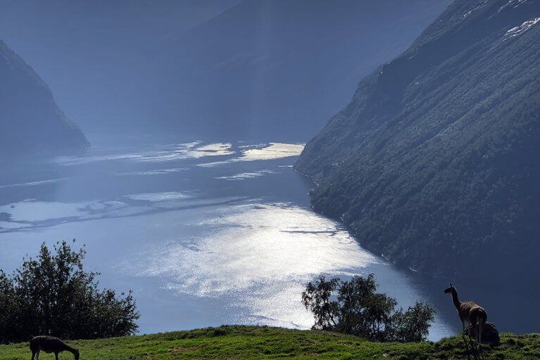 Llamas grazing in a field looking down on the sun reflected in the waters of a fjord