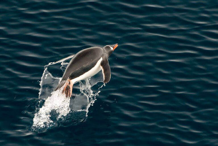 Gentoo Penguin Jumping Water Antarctica