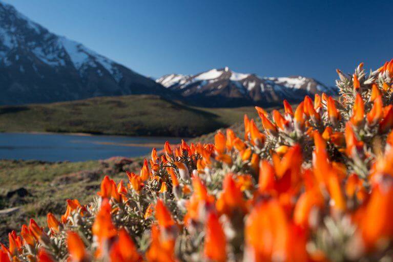 Closeup of oranges flowers of a guanaco bush with mountains in distance in Patagonia, Chile