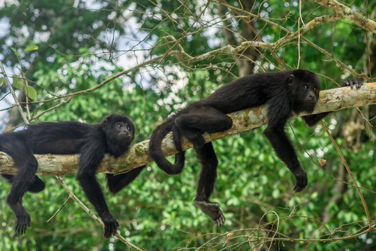 Howler monkeys relaxing on a tree branch in the jungle of Guatemala
