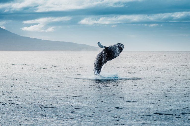 Humpback whale breaching off the coast of Iceland