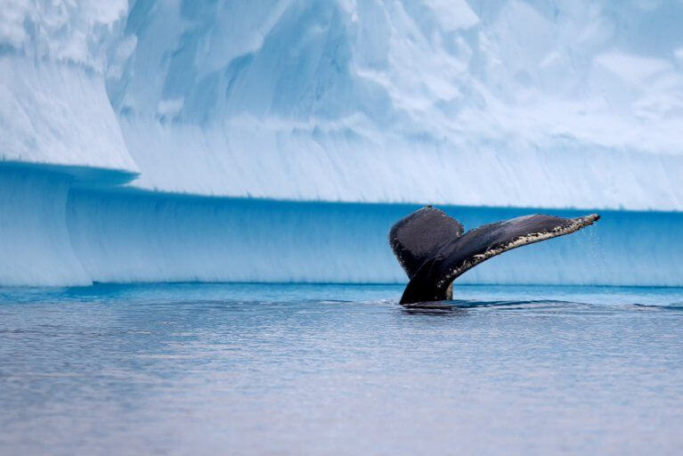 Humpback whale diving beneath the ocean's surface, with blue icebergs visible in the background