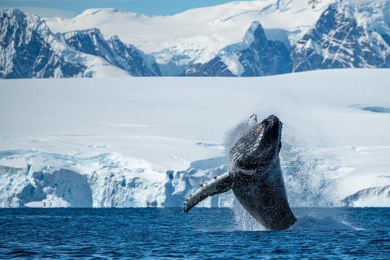 Humpback whale breaching through the waters of Antarctica, with the icy coastline in the background