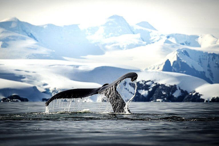 Humpback Whale Paradise Bay Antarctica