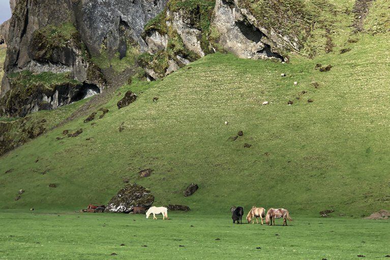 Horses grazing in a green field near a steep slope