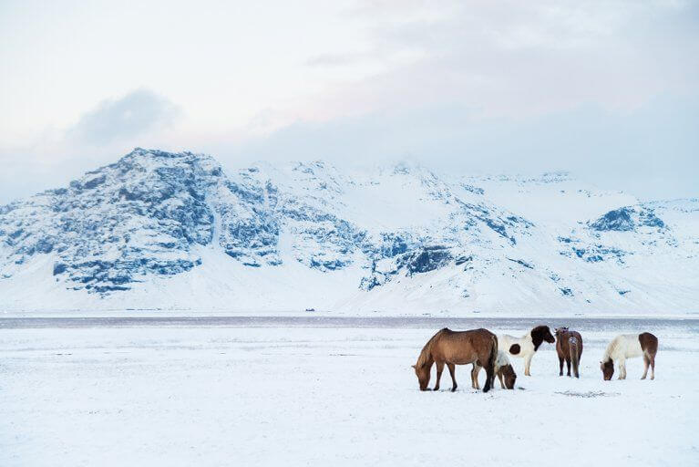 Horses grazing in a snow-covered field with an icy mountain in the distance