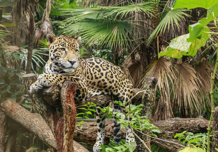 Jaguar lounging in a tree in the rainforest of Belize