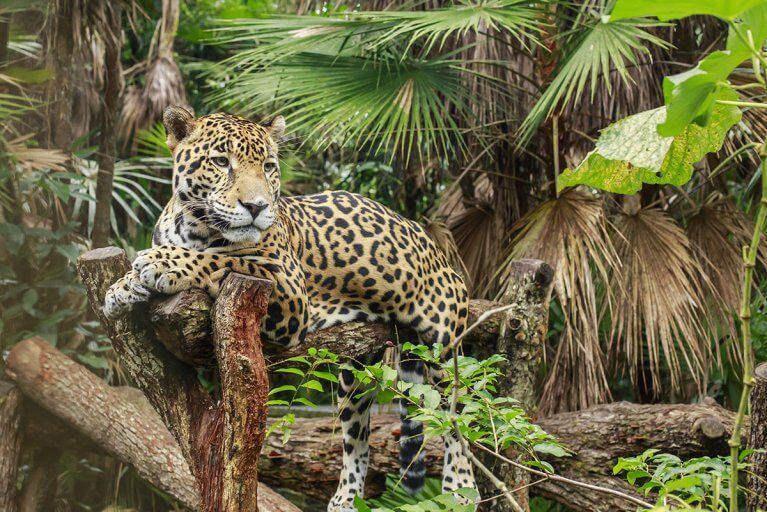 Jaguar lounging in a tree in the rainforest of Belize