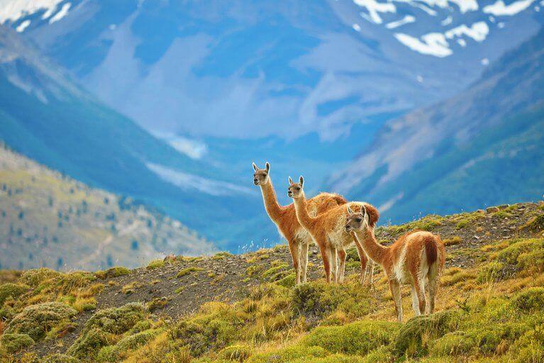Three guanacos stand on a hill with a valley and mountain in the distances in Torres del Paine National Park