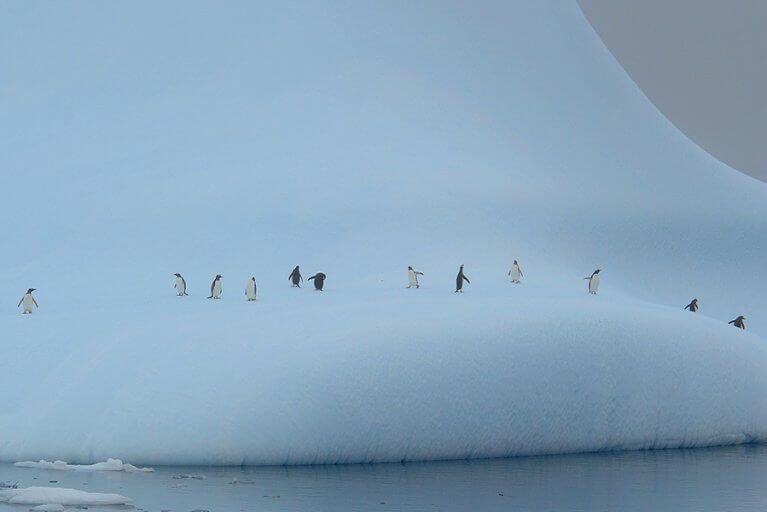 Line of Penguins Iceberg Antarctica