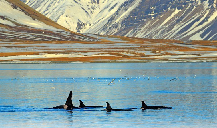 Orca Whale fins poking above the water as a group of seabirds flies nearby