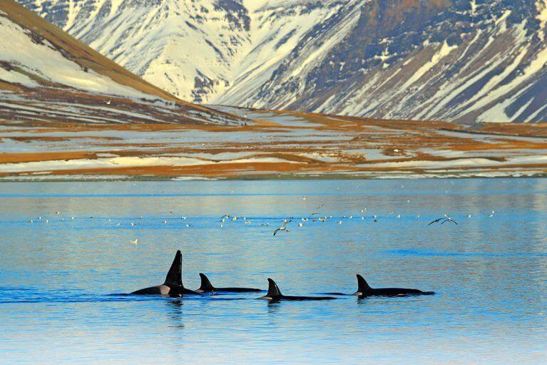Orca Whale fins poking above the water as a group of seabirds flies nearby