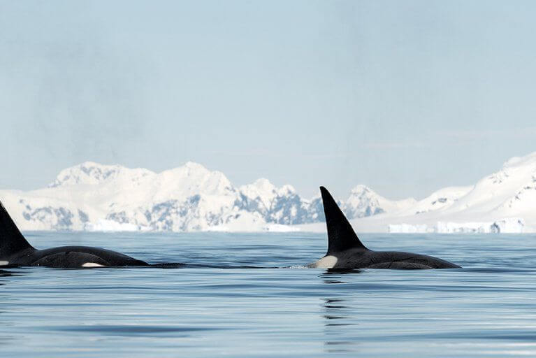 Orca Whales Swimming Antarctica