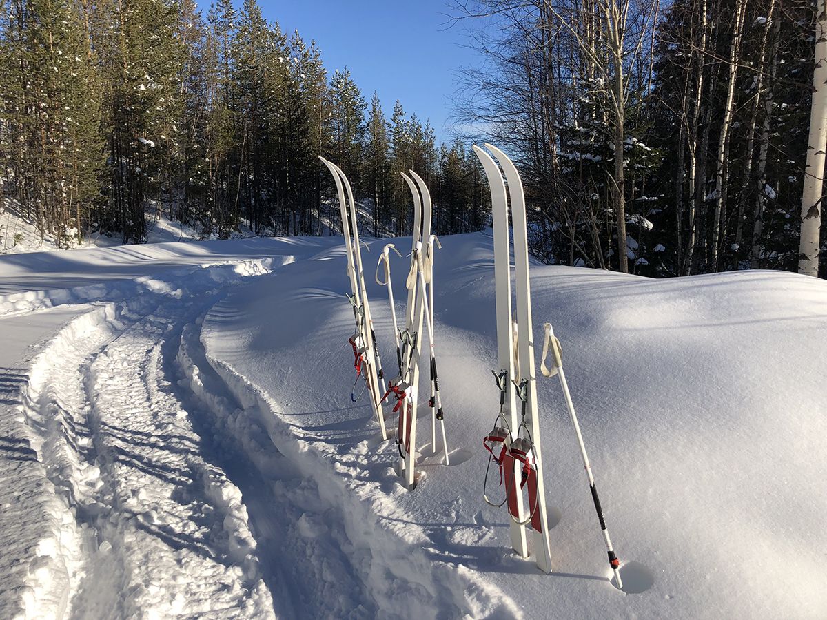 Skis resting vertically in a snowbank in the woods